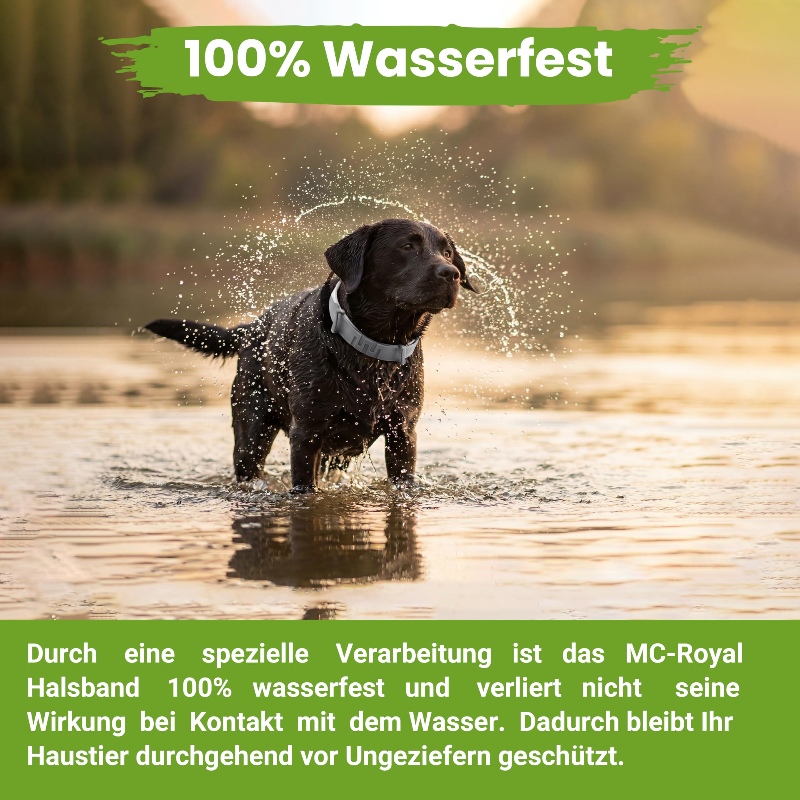 MC-Royal®Pro Zeckenhalsband für Hunde - 100% natürliche Inhaltsstoffe - bis zu 8 Monate zuverlässiger Zeckenschutz