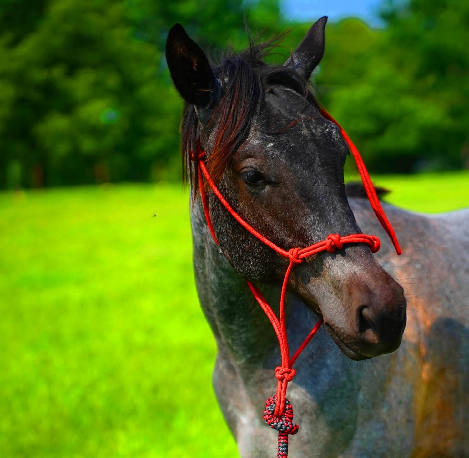 Rope Horse Halter (Average: 800 to 1,100 pounds, Red)