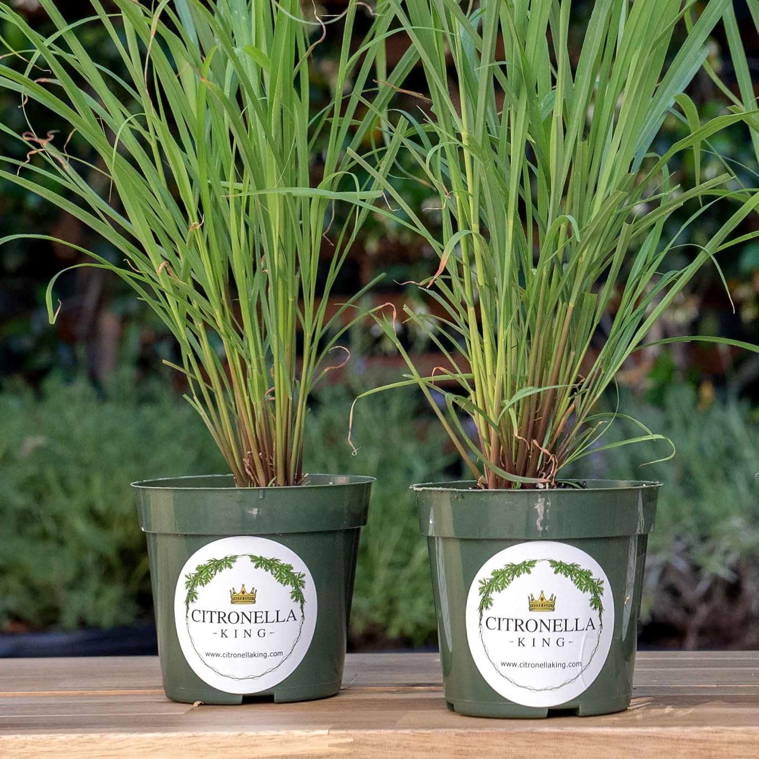 2 Lemongrass, Live Plant in 4-inch Pots, Cymbopogon Citratus, West Indian Lemongrass, Fully Rooted for Kitchen Garden