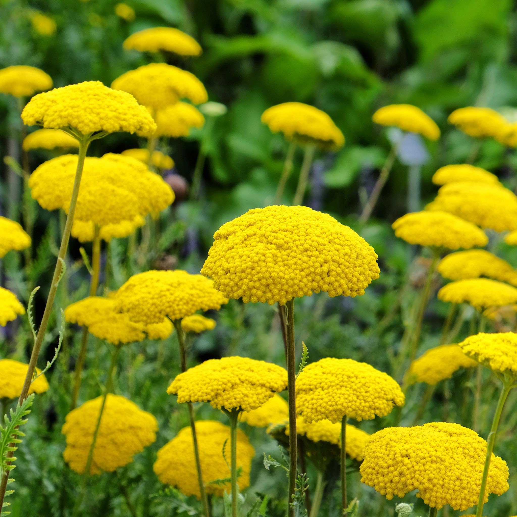 Eden Brothers Gold Yarrow Seeds