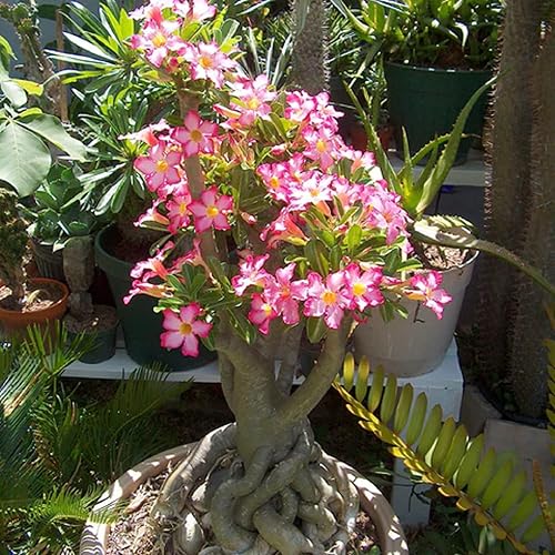 Miniatura 6 de CHUXAY GARDEN Rare Mix - Semillas de rosa del desierto 50 semillas, planta de floración fresca de Adenium Obesum, gran encanto exótico bonsái de