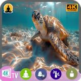 リラックスリーフTV：4Kウミガメス