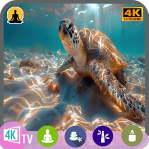 Relaxing Reef TV : économiseur d'écran 4K avec tortues de mer