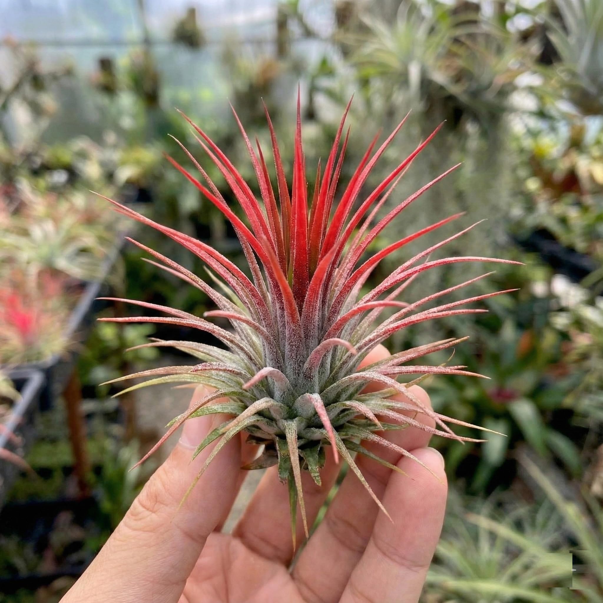 Vdvelde․com - Tillandsien Deko Set - 10 Echte Luftpflanzen Air Plants - Inkl. Pflanzspray 125 ml - Pflegeleicht - Ideal für Terrarium, Wohnzimmer, Büro & Urban Jungle