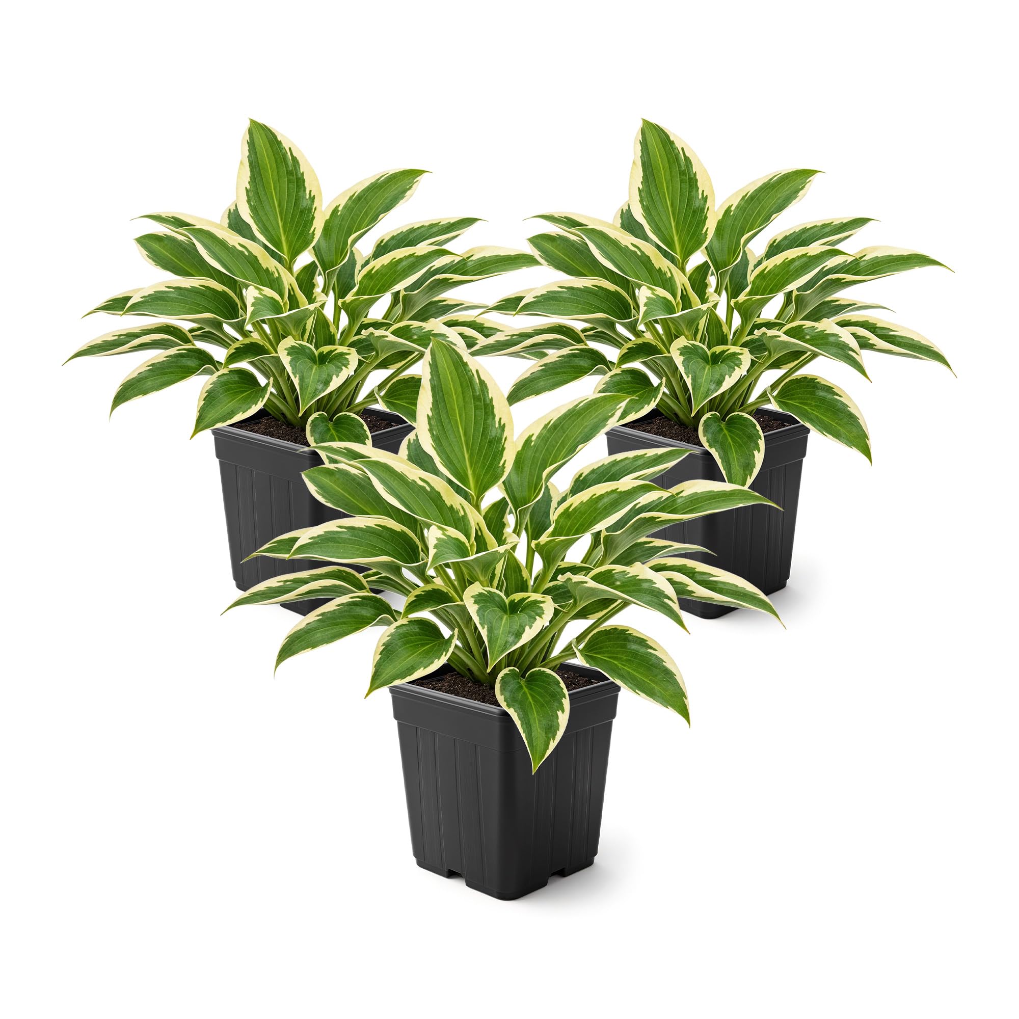 Amazon.com : Live Perennial Hosta - So Sweet (3 Plants Per Pack) Beautiful  Accent Plant, 10" Tall by 4" Wide in 1 Qt Pot : Patio, Lawn & Garden
