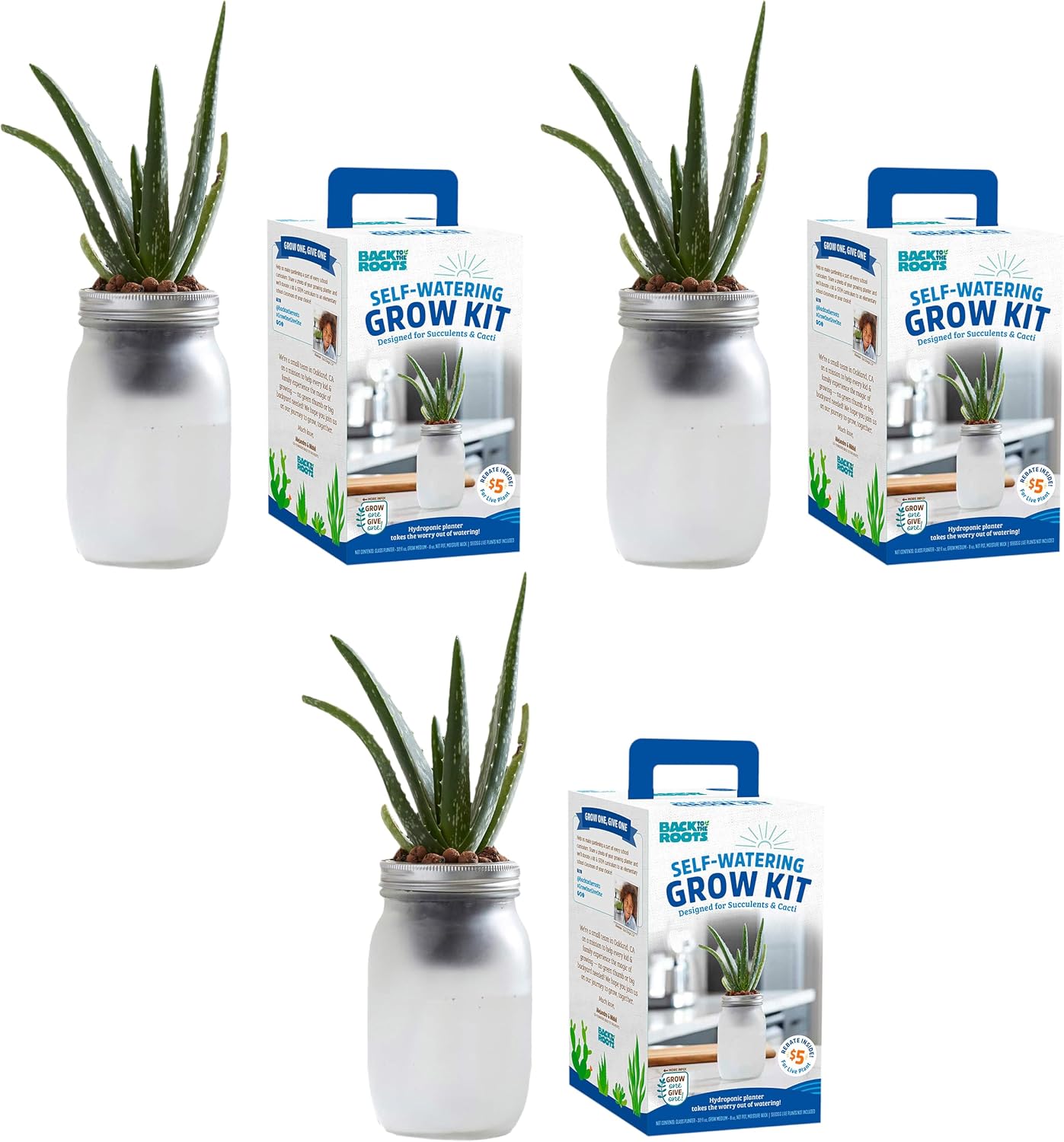 Back to the Roots Self Watering Grow Kit - Glass Hydroponic Planters for Succulents and Cacti Self-Watering System