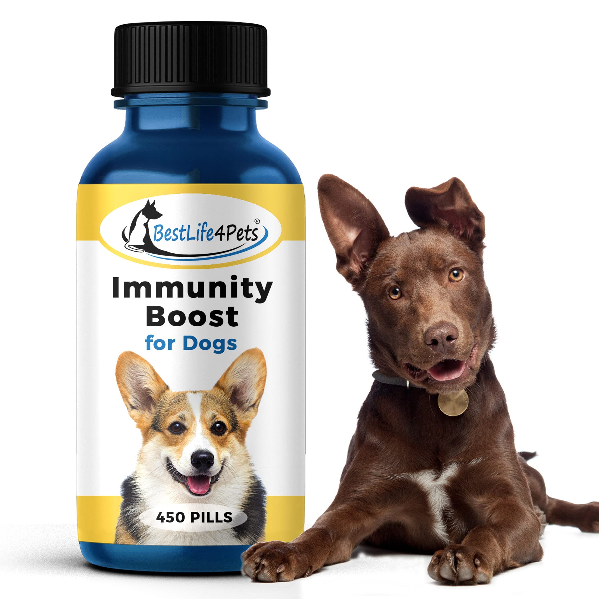 How Can I Boost My Dogs Immune System Naturally