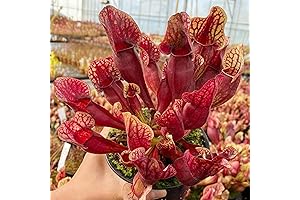 Garden Plant Seeds - Sarracenia Purpurea 25 Rare Seeds - Purple Pitcher...