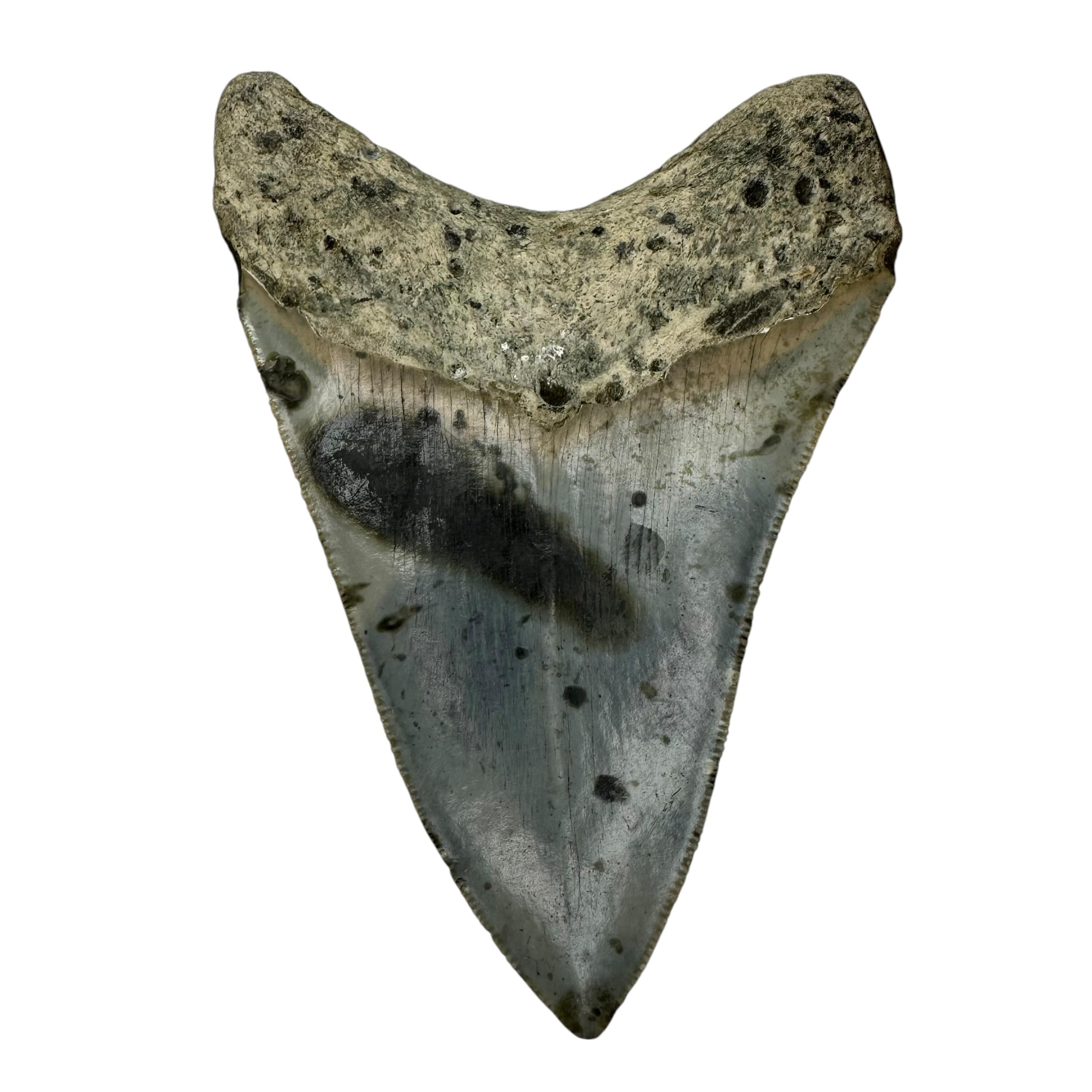 Set of 4 Deluxe Fossil Replicas - Includes 1 Ammonite, Hardouinia, Bivalve and Fish - Eisco Labs