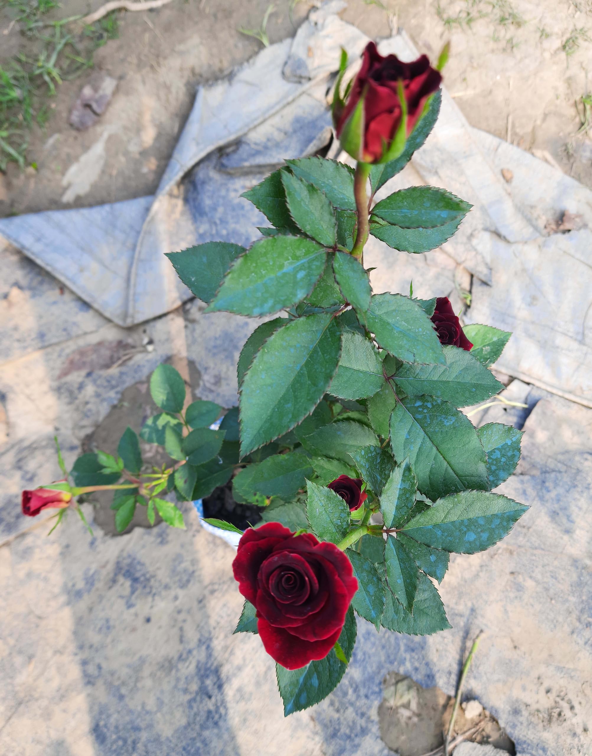SEEDERRA Black rose tree plant original, Original plant for black rose (1 live plant) (B0CXV8B1TH) Amazon Price History, Amazon Price Tracker