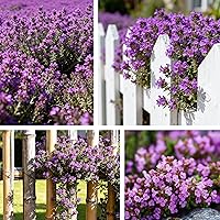 Vista 2 de 20000+pcs Semillas de tomillo rastrero para plantar – Flores de cobertura de suelo sin transgénicos – 10g Semillas de hierbas comestibles