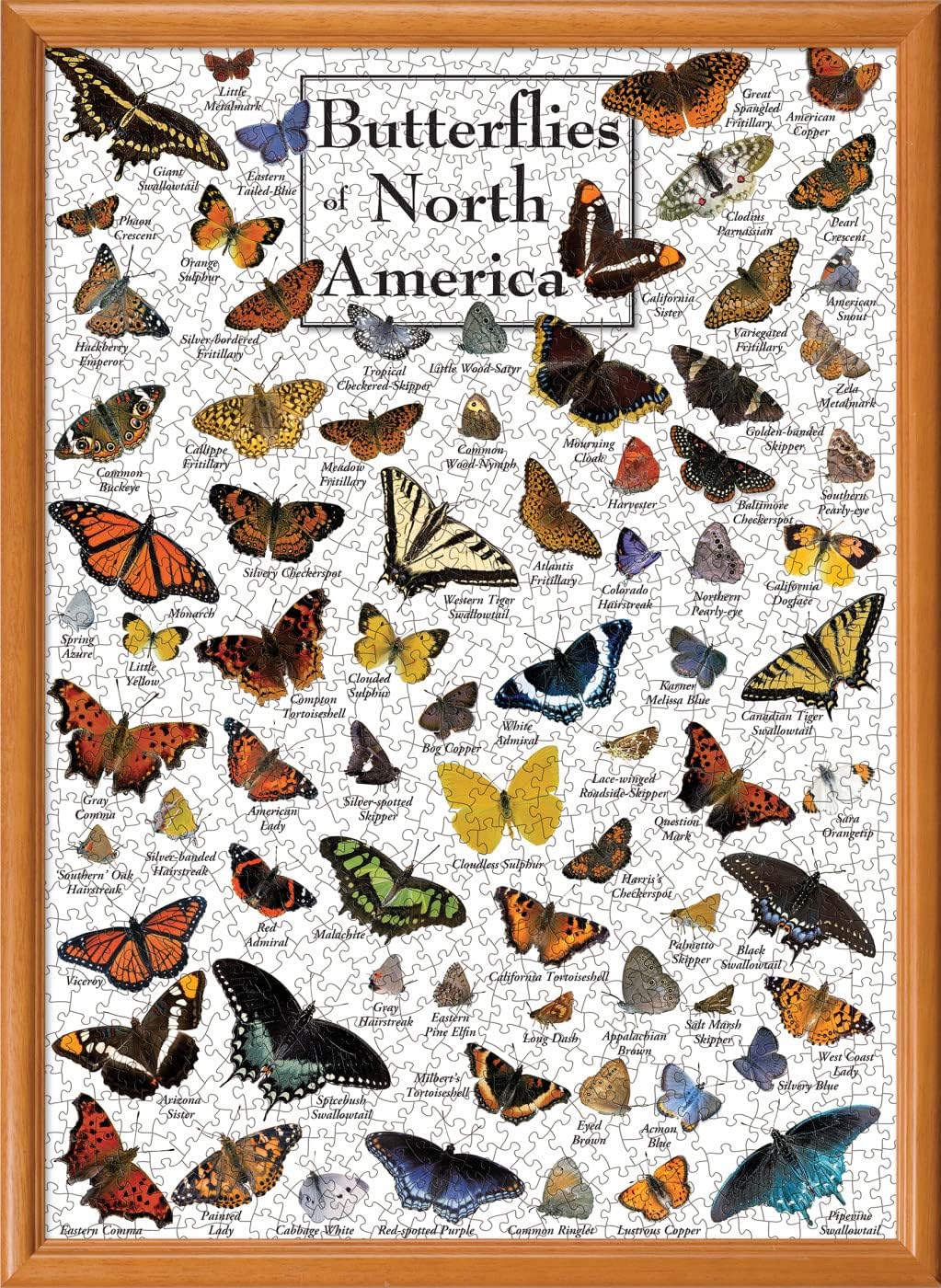 MasterPieces 1000 Piece Jigsaw Puzzle for Adults, Family, Or Youth - Butterflies of North America - 19.25"x26.75"
