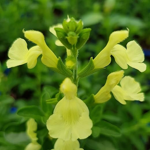 Salvia greggii ‘Lemon Light’- Salvia That is Ready to Plant Out- Comes Back Every Year (Hardy) - Flowers from Summer to Autumn- Loved by Bees (Middleton Nurseries) (P9(9cm Pot))