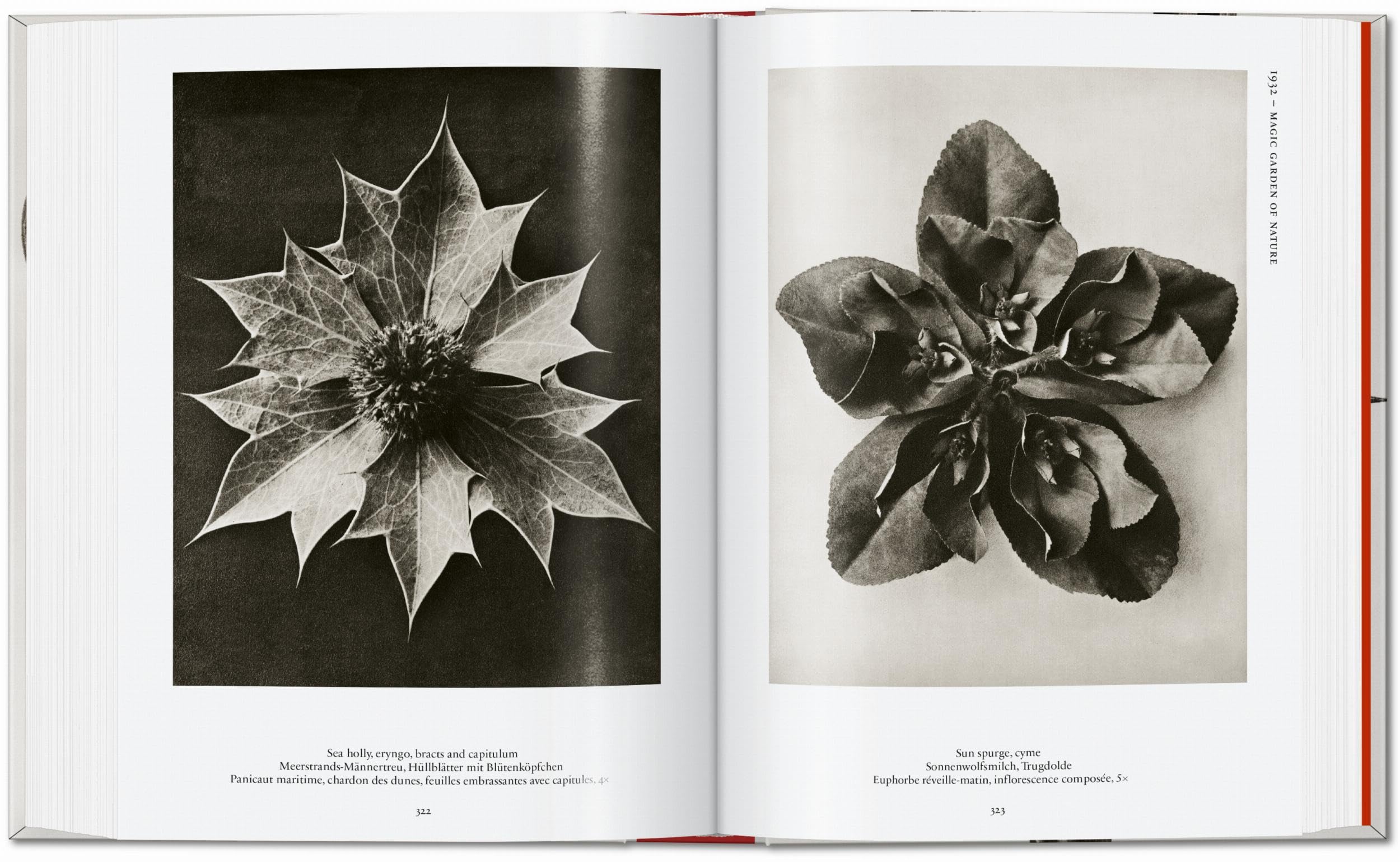 Karl Blossfeldt. The Complete Published Work. 45th Ed. (45th Edition)