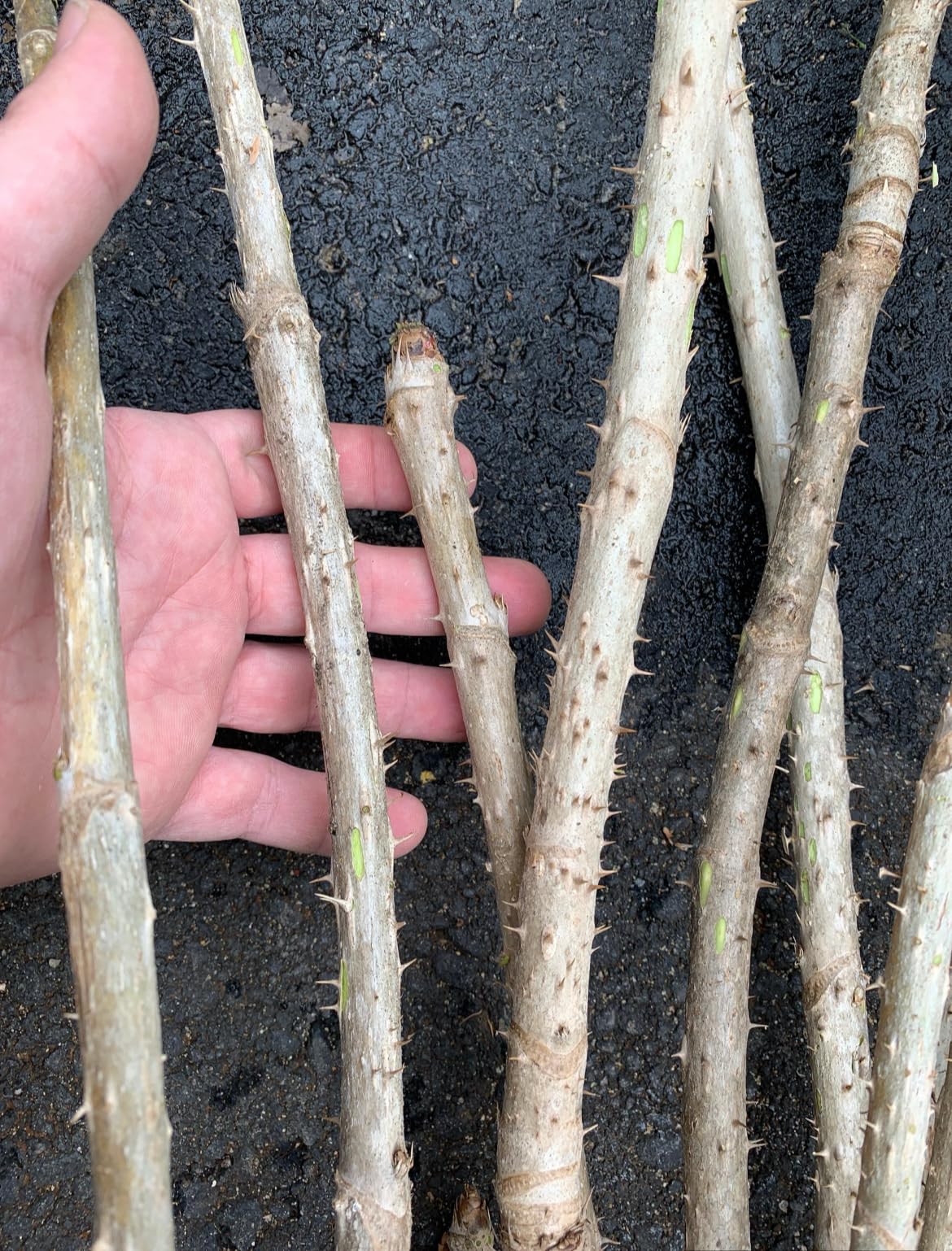 Amazon.com: 1 Branch/stem 32-34” Long of Aralia spinosa - Devil's