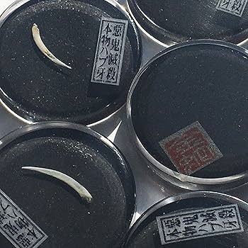 魔除け Amazon.co.jp: 本物ハブの牙 《Good Luck Pocket Token
