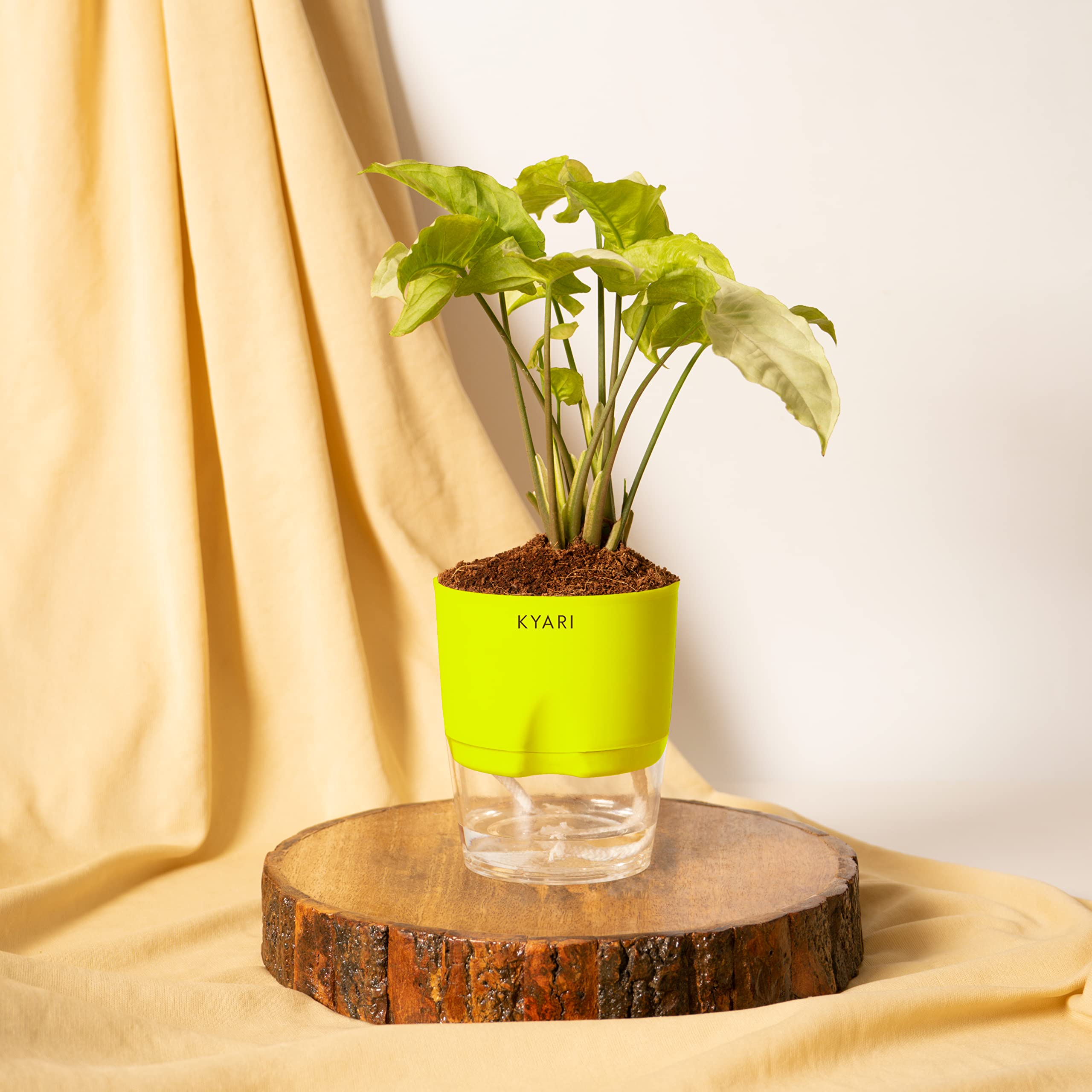 Kyari Syngonium Pixie - White Indoor Plant -1
