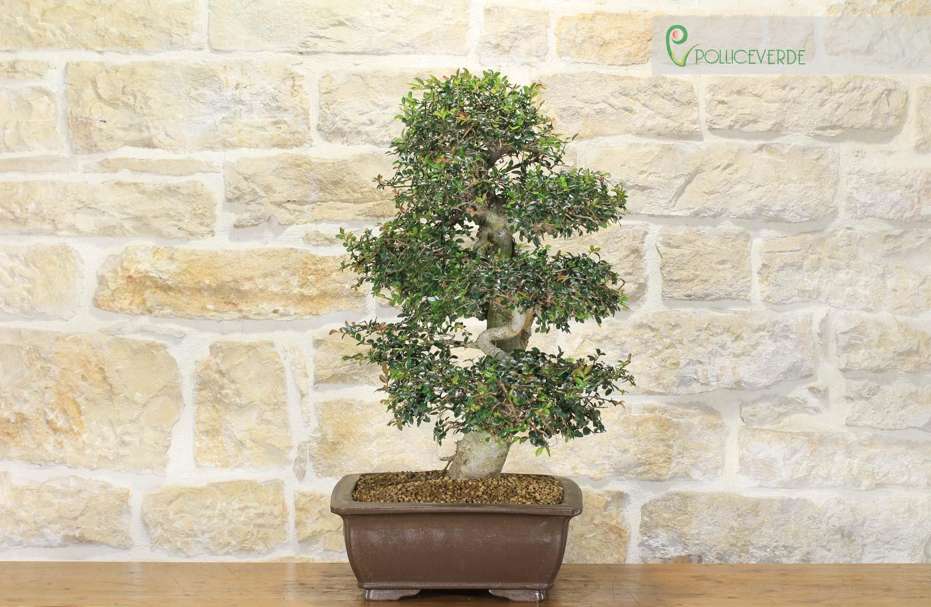 Bonsaï Zelkova Parvifolia (77)