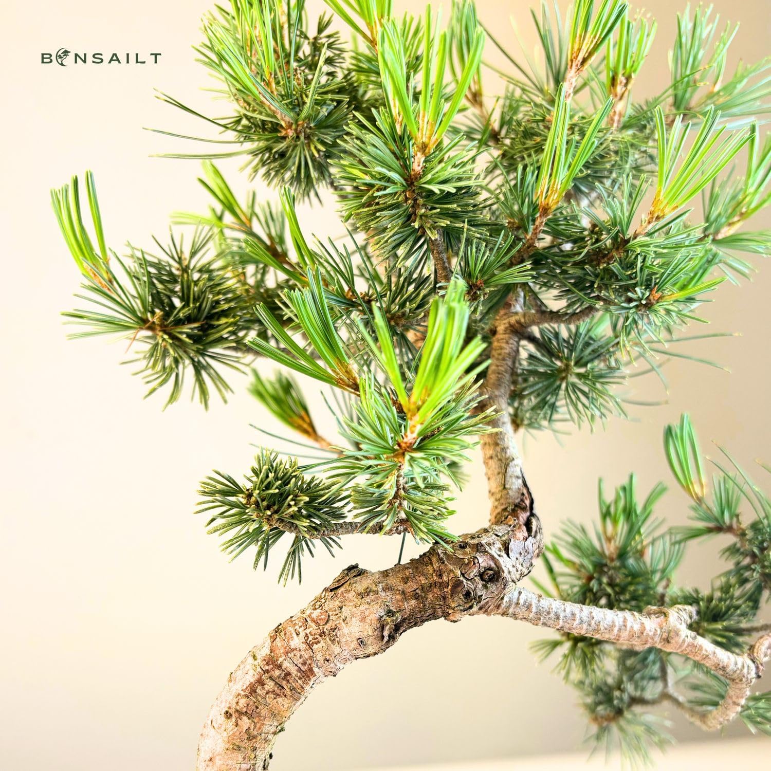 Bonsai Baum mit Keramik Blumentopf - Ligustrum, Ficus, Carmona, Podocarpus, Chinese elm - ca. 6-9 Jahre (16 cm Schale, Japan Weißer Kiefer Bonsai Pinus - ca. 9 Jahre alt, ca. 27 cm hoch)