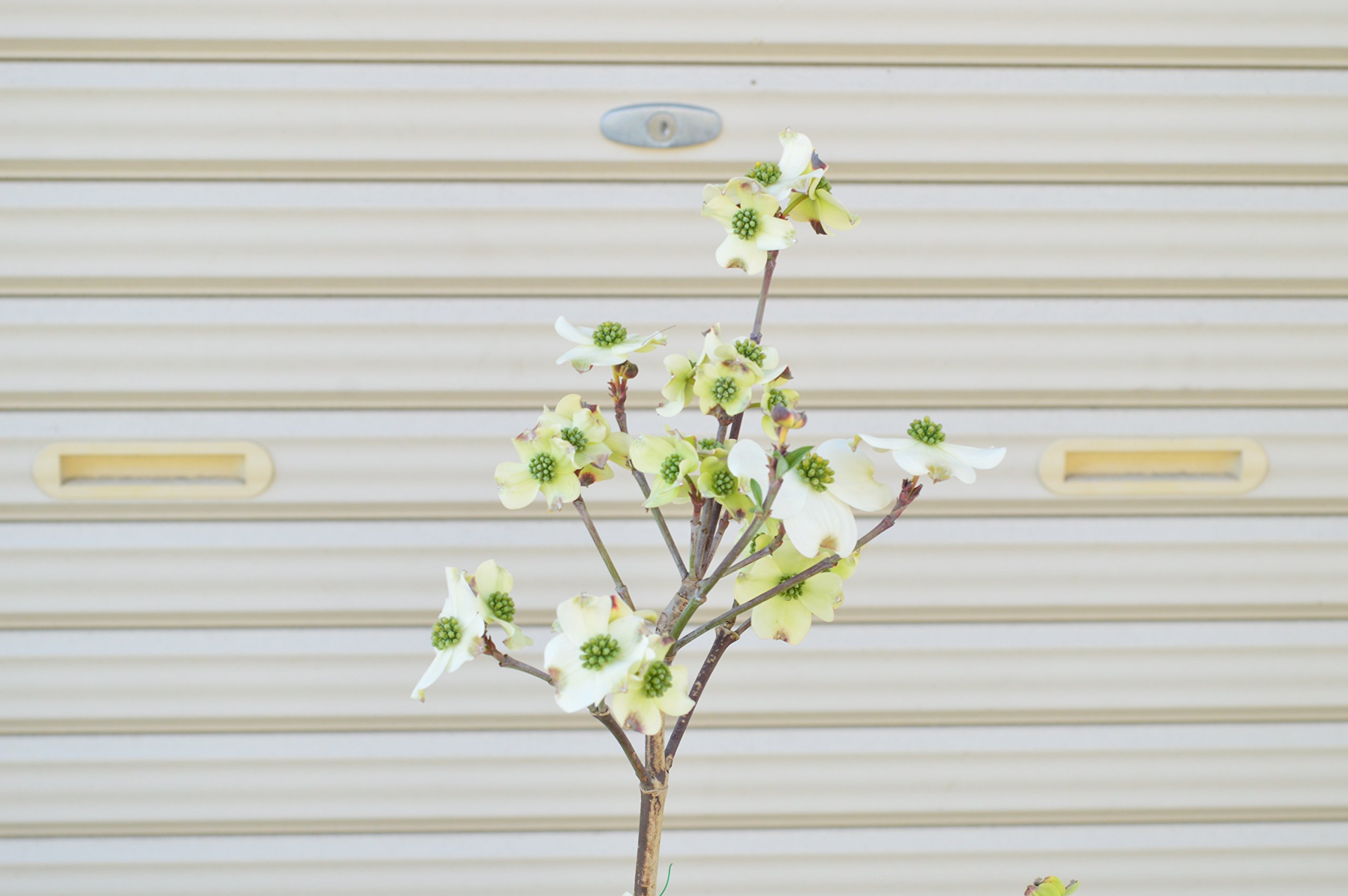 ハナミズキ　クラウドナイン　【品番3457】 園芸ネット本店｜ハナミズキ：クラウドナイン5号ポット の通販【公式】