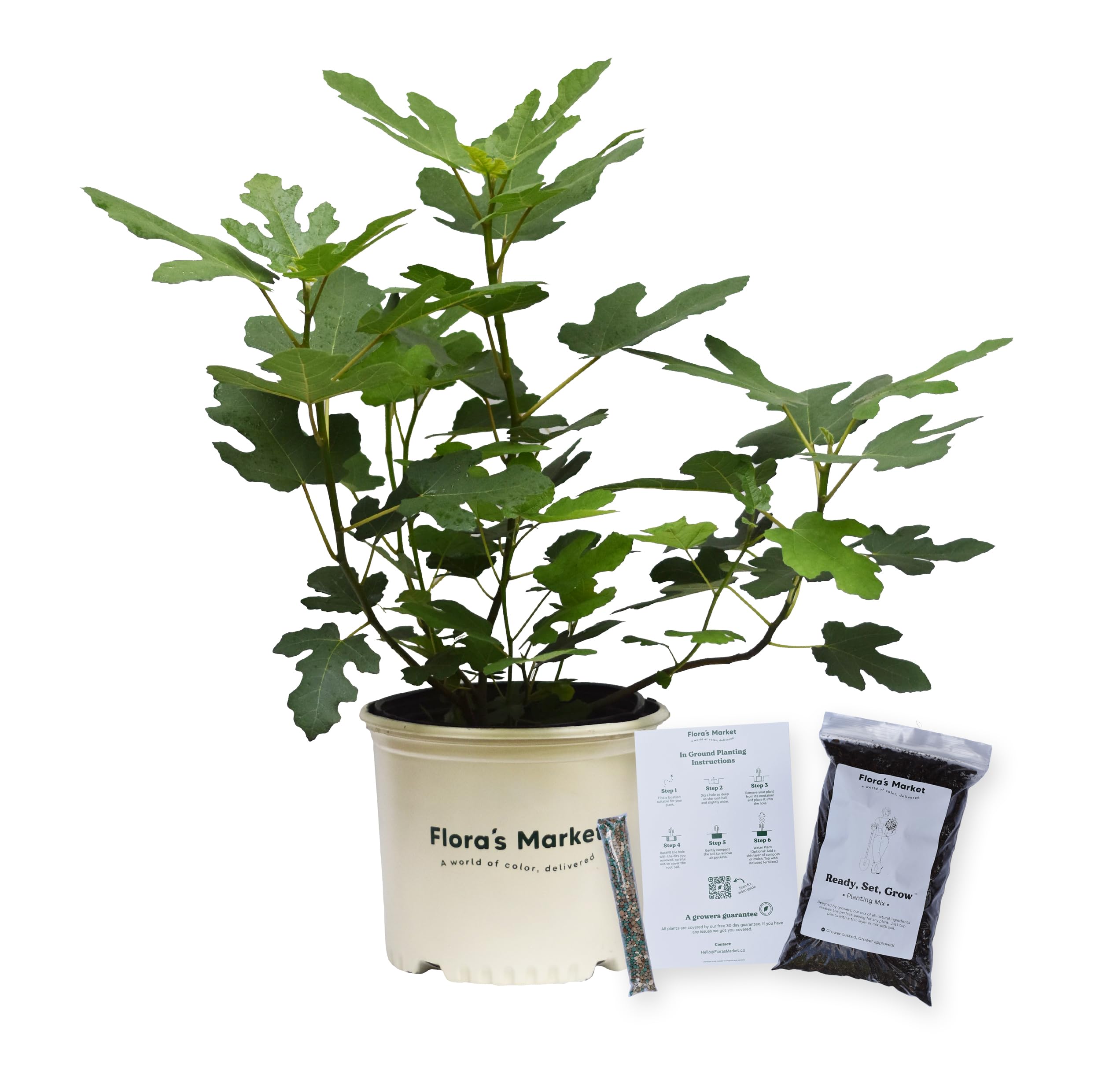 Chicago Hardy Fig Tree 3 Gallon Flora's Market
