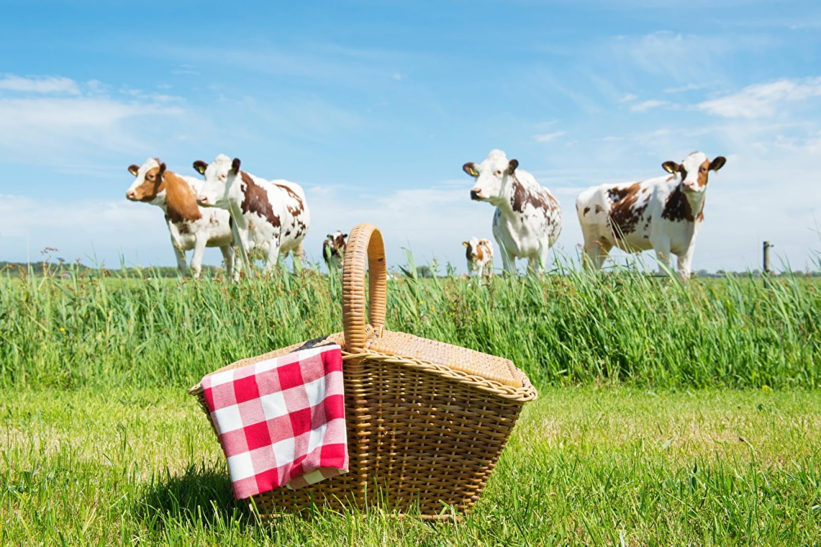 Puzzle Puzzle 1500 Piezas Animal de Picnic de Vaca 87x57cm