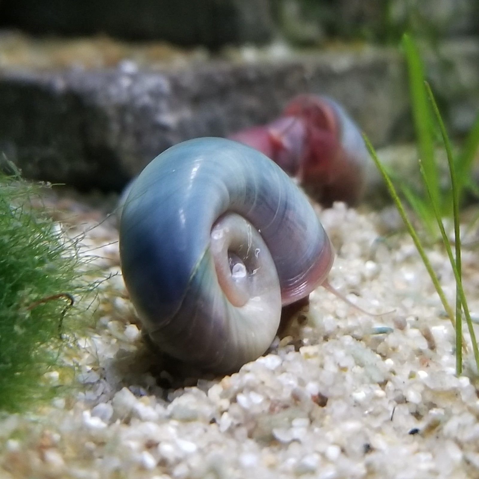 red freshwater snail
