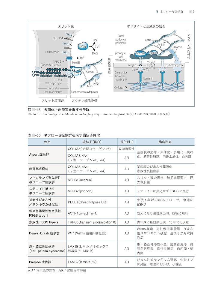 【裁断済】専門医のための腎臓病学 第3版 専門医のための腎臓病学 第3版 | 内山 聖, 富野 康日己, 今井