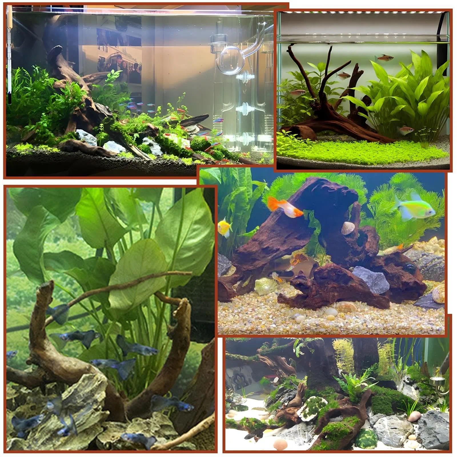 4 Pezzi Legno di Mangrovia per Acquario 10-15 cm, Radici Naturali in Legno per Decorazione, Legno per Acquario e Terrarium, Nascondiglio per Gamberi e Pesci