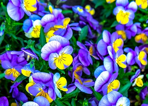 Miniatura 6 de Semillas Viola Tricolor Seed Mix 40+ Semillas para cultivar Viola Johnny Jump-up Mix Primavera o en climas templados Plantación de otoño