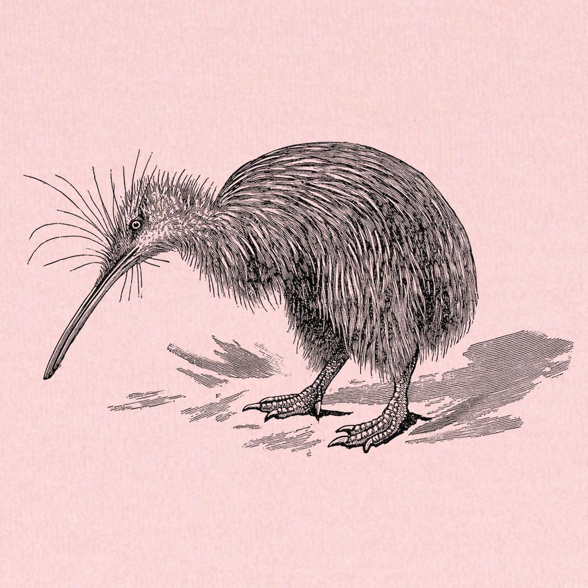 CafePress Vintage Kiwi Bird New Zealand Birds B Baby Blanket, Super Soft Newborn Swaddle