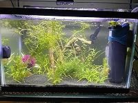 Review Image by Amazon Customer Amazon Customer