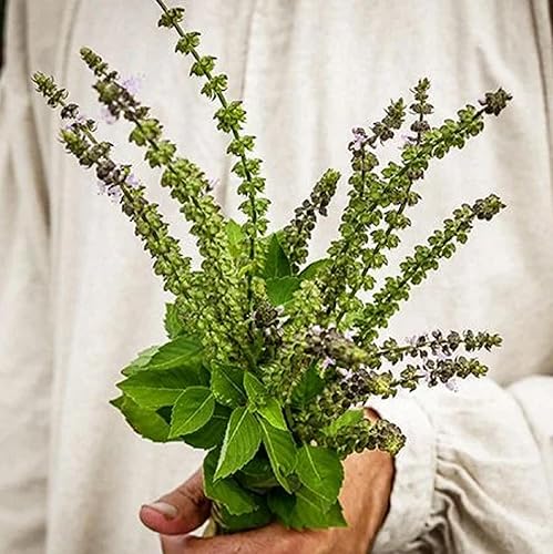 Miniatura 6 de CHUXAY GARDEN Blue Spice Semillas de albahaca 100 semillas de albahaca azul africana perenne, plantas culinarias altamente fragantes