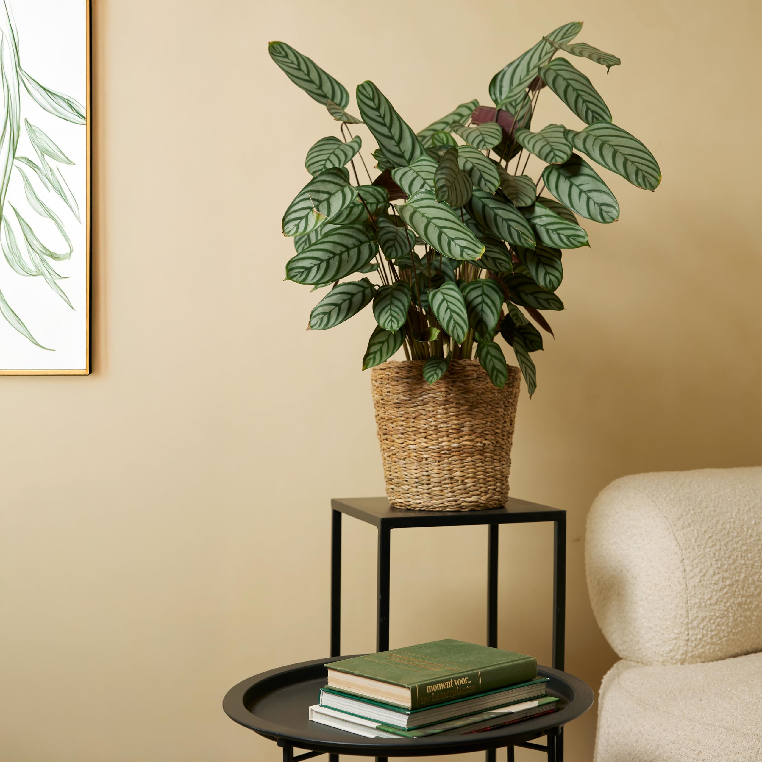 Bloomique - Calathea Compactstar - Korbmarante - Zimmerpflanzen -  Pflegeleicht - Luftreinigend - Hhe 60-70 cm - Topf 17 cm : Amazon.de:  Garten