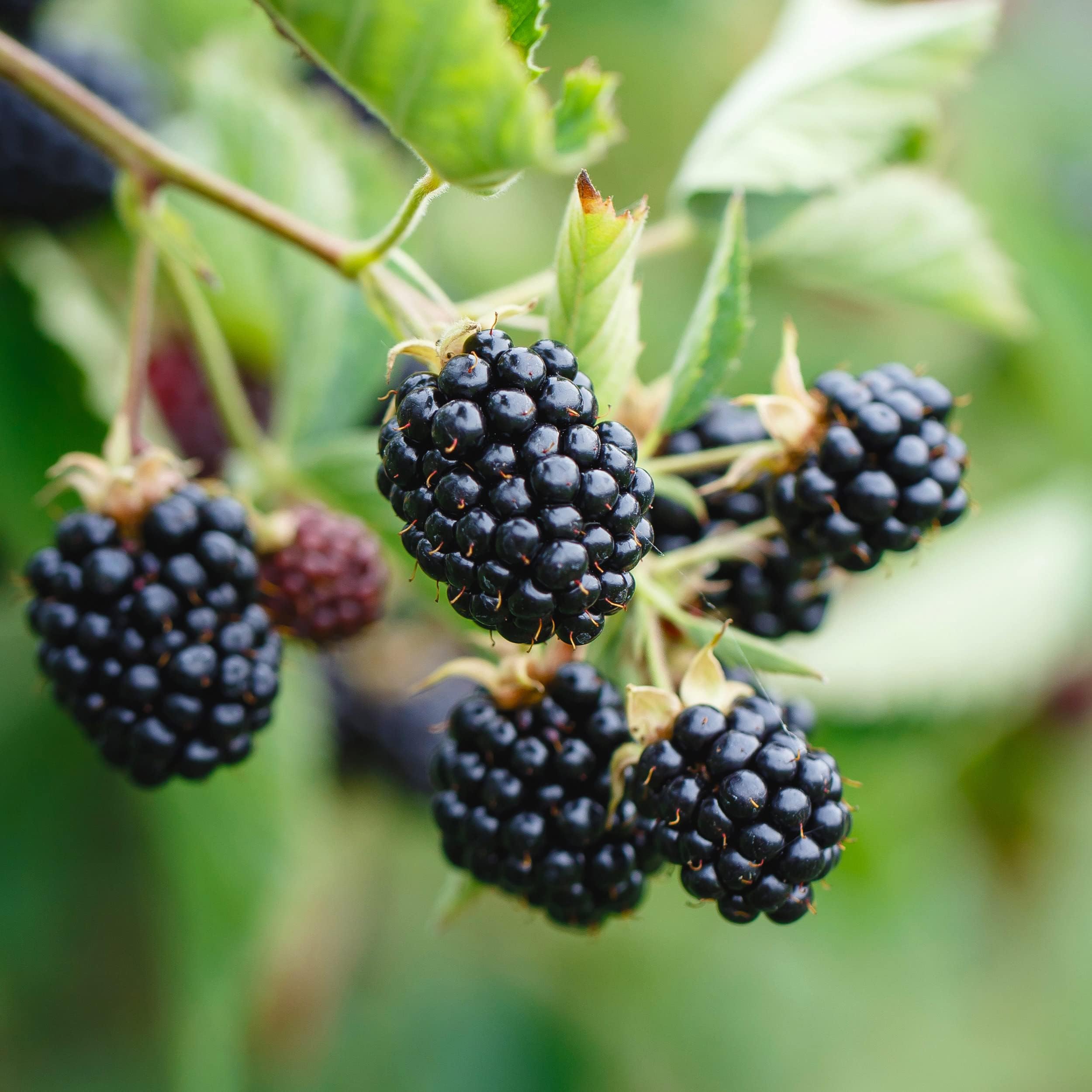 Bushel and Berry Baby Cakes® BlackBerry, Bare Root, Non-GMO, Spring Planting (Bag of 1)