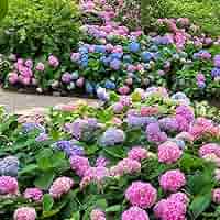 hydrangea0223ページ Bloomin Easy® by Van Zyverden Hydrangea 4