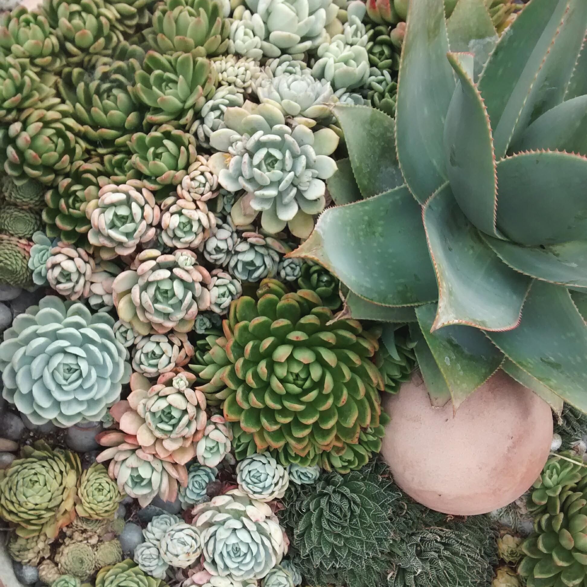 Indoor Cactus Succulent Seeds Pack - 35 Seeds Eco Pack (Rosettes Succulent Seeds)-image-32