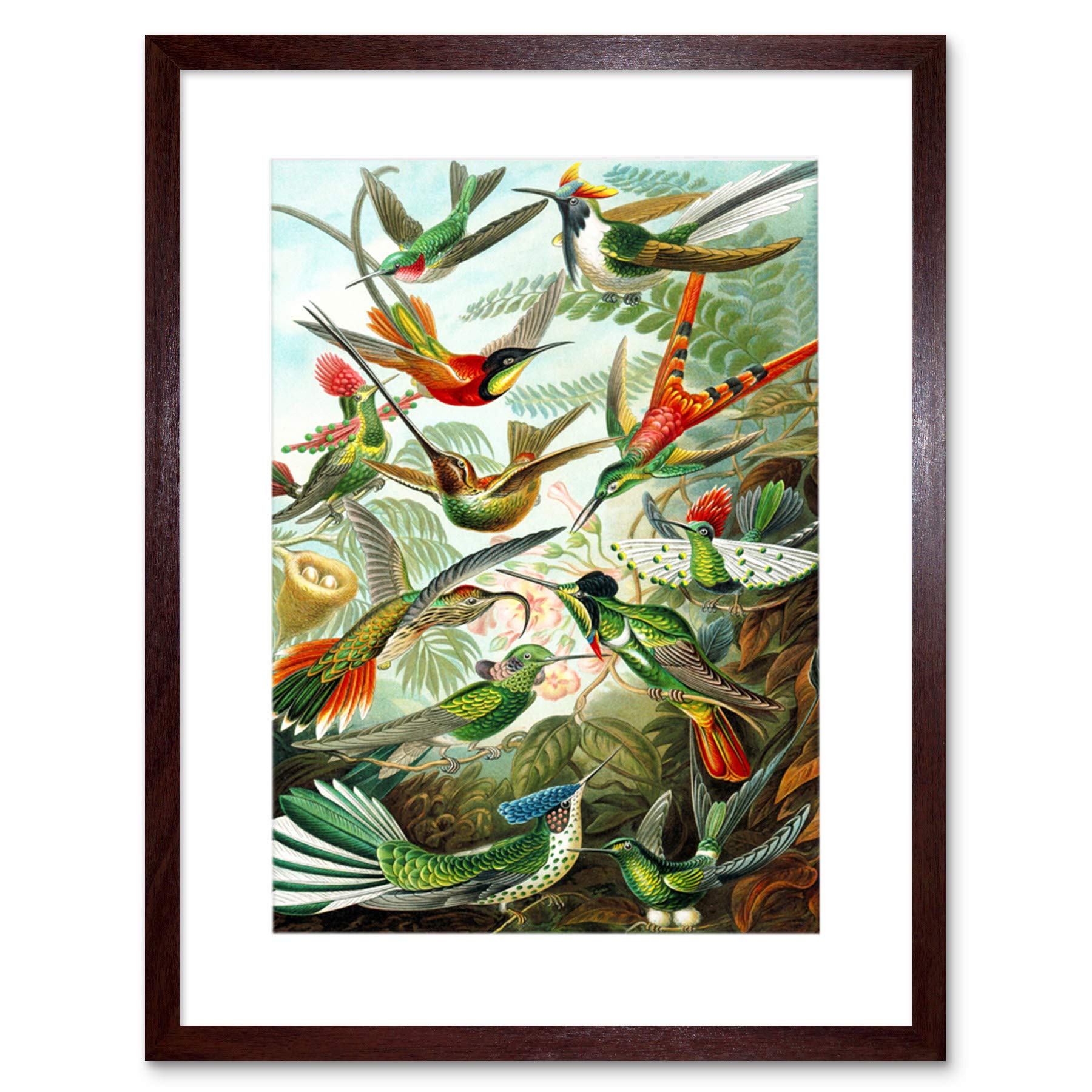 Wee Blue Coo Haeckel Plate 99 Hummingbirds Artwork Framed Wall Art Print 12X16 Inch