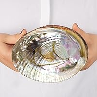 Vista 5 de Wish Well Concha de abulón natural de 4 a 4.5 pulgadas, soporte para incienso y cuenco para manchas de salvia para limpieza, manchas y meditación