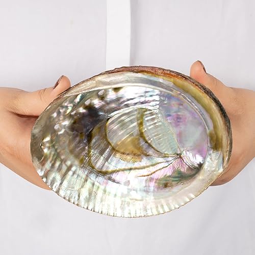Miniatura 5 de Wish Well Concha de abulón natural de 4 a 4.5 pulgadas, soporte para incienso y cuenco para manchas de salvia para limpieza, manchas y meditación,