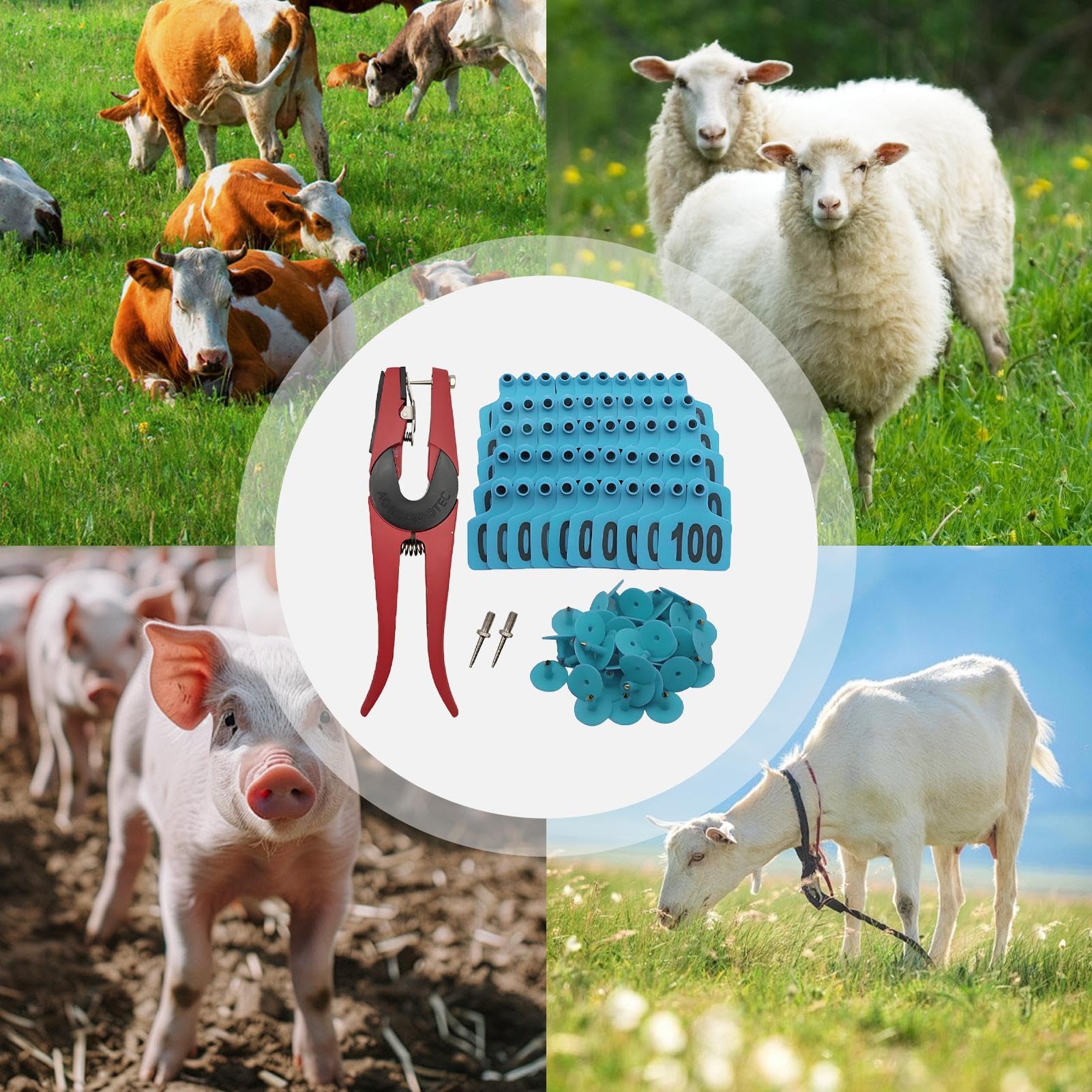 Boucles Auriculaires Pour Bovins | Étiquettes de pour Moutons - Étiquettes Numérotées 001-100 avec Applicateur pour Gestion d'Élevage Bovins Ovins Caprins