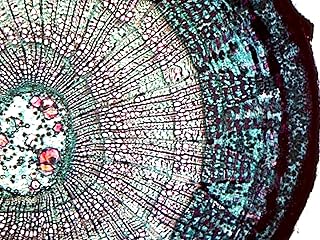 Tilia Older Stem -Microscope Slide