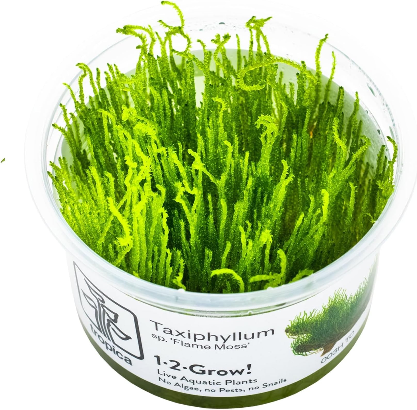 – Taxiphyllum Flame 1-2-GROW!