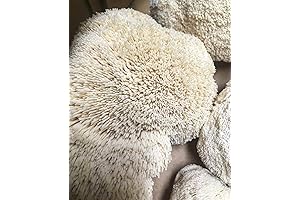 Lion's Mane Mushroom Spawn Mycelium: Unlock Nature's Goodness at Home