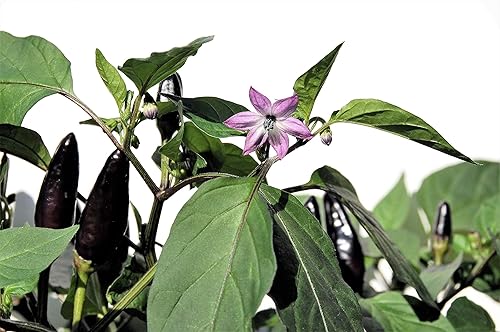 20 semillas de pimienta negra real Capsicum Annuum muy caliente CHK Envío plano puede crecer en macetajardín