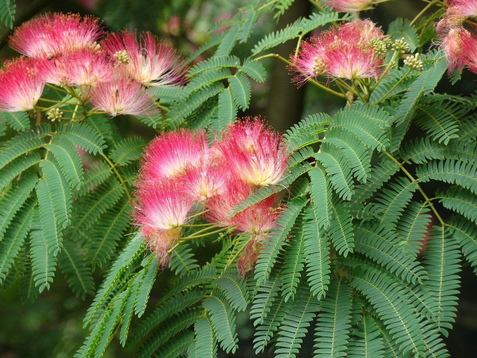 Albizia julibrissin mimosa "Acacia di Costantinopoli" pianta in vaso biodegradabile ø9 cm h 60 cm circa Vivaio di Castelletto
