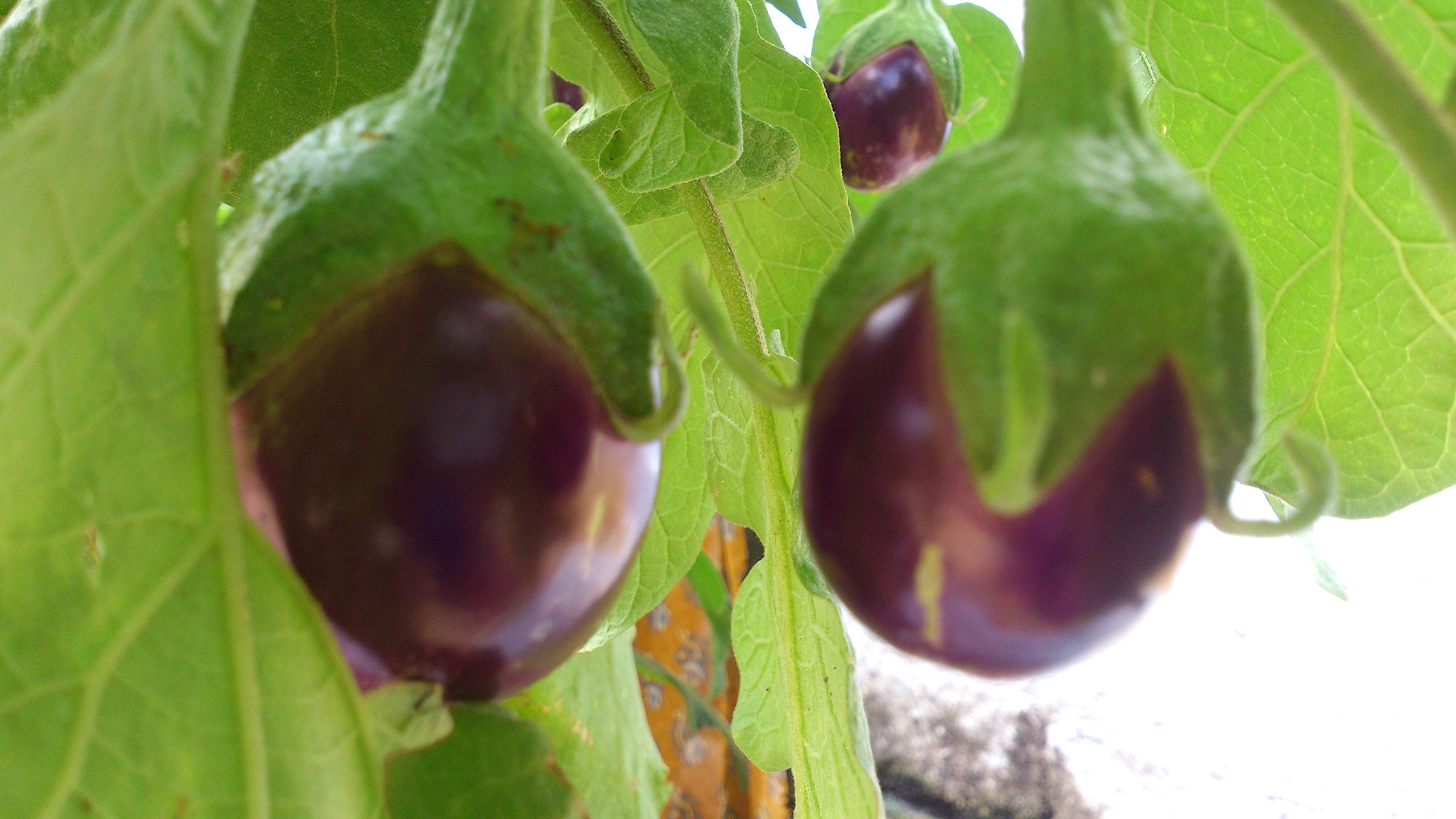 OL Seed Desi Variety Brinjal Round Seeds - Pack of 50 Seeds (B07CYVNZ8B) Amazon Price History, Amazon Price Tracker
