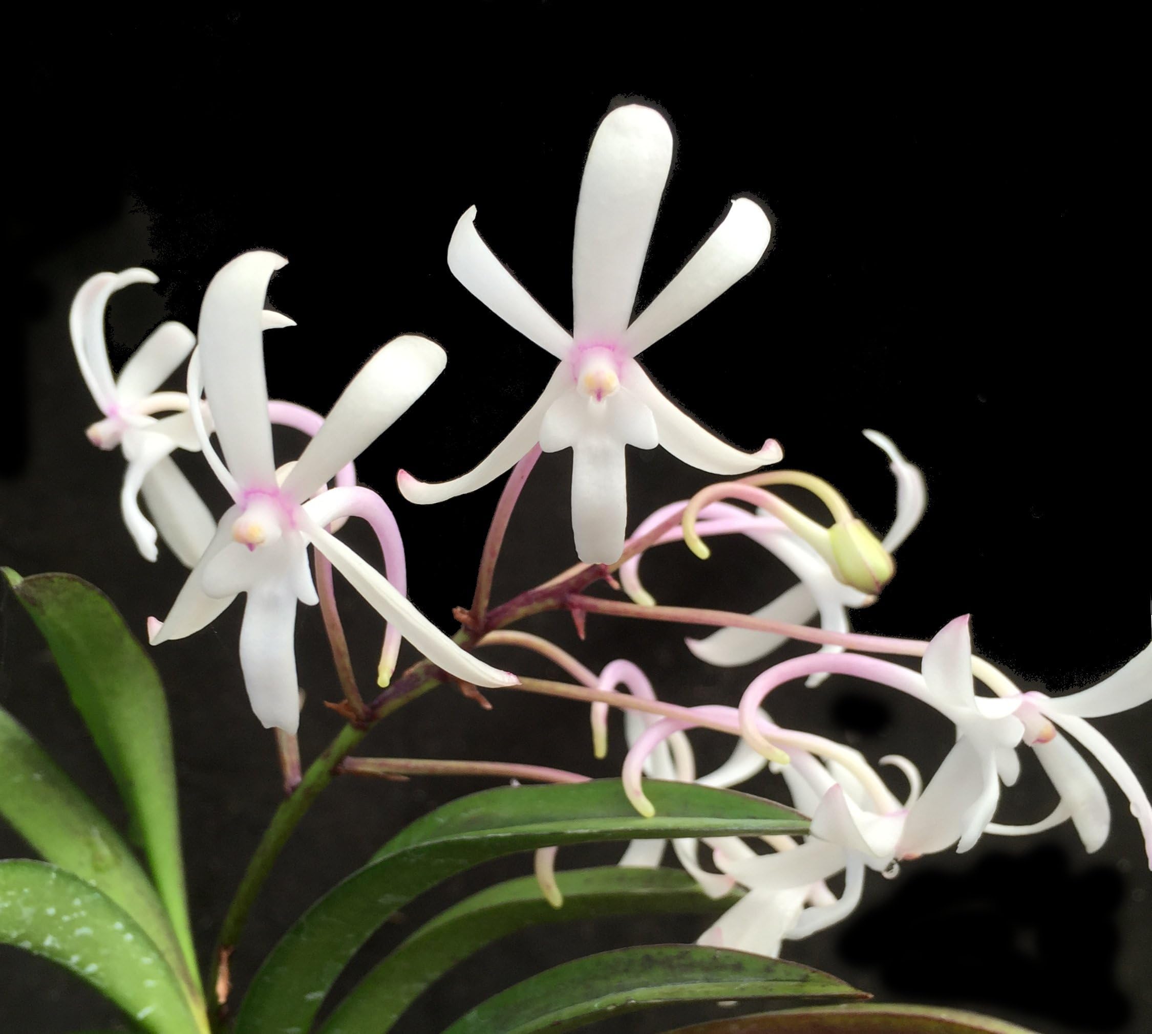 Orchid Insanity -- The Bionic Orchid -- Better Stronger Faster Neofinetia hybrid fragrant blooms flowers 2X per year excellent beginners orchid easy