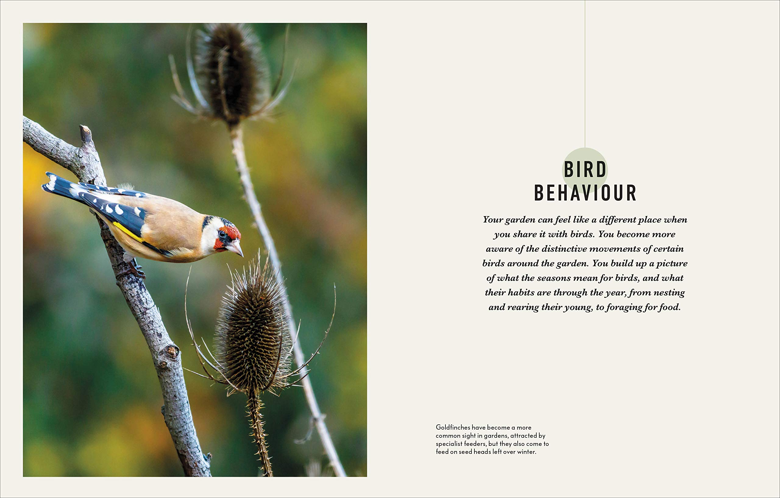 How to Attract Birds to Your Garden: Foods they like, plants they love, shelter they need