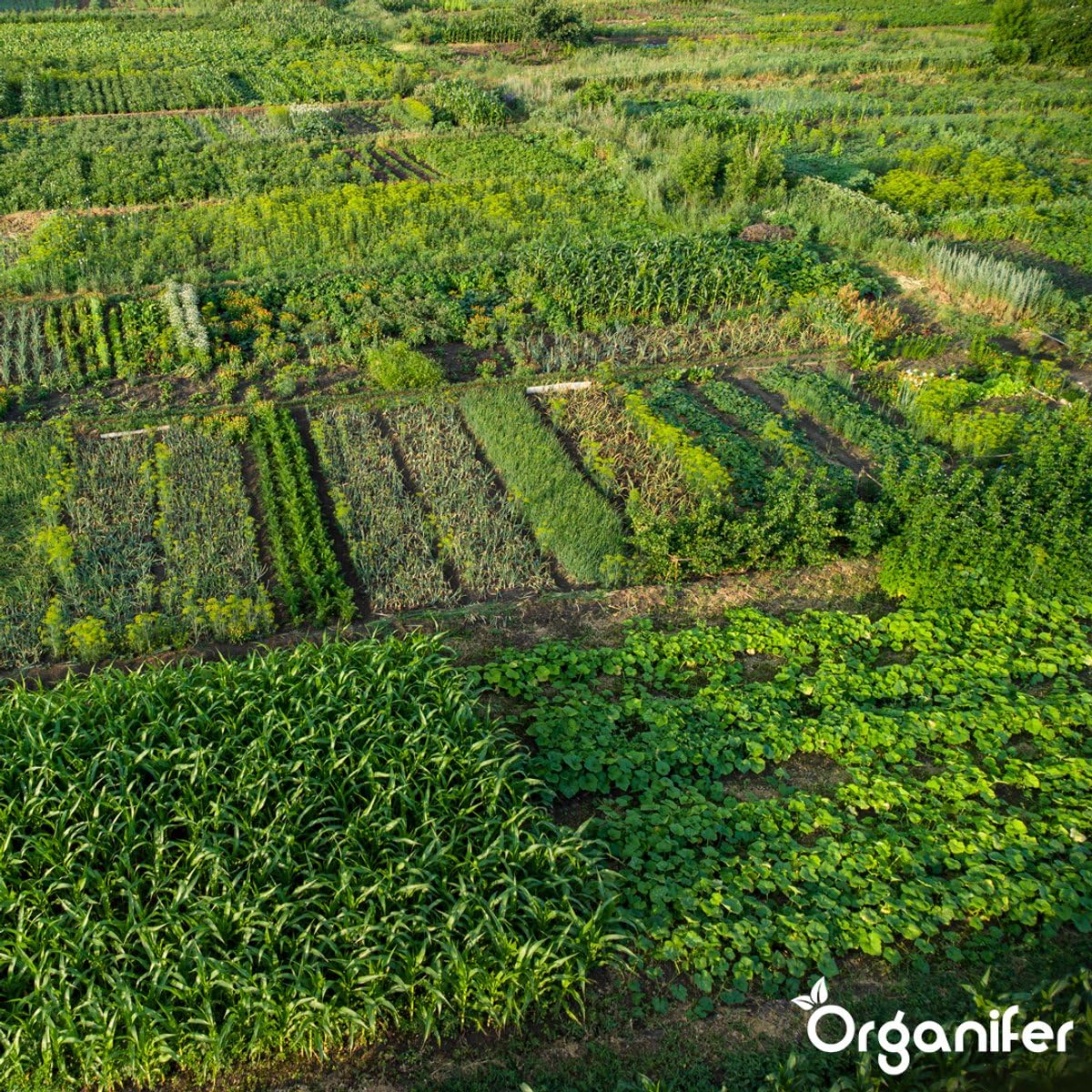 Engrais Au Sulfate D'Ammonium - 20 Kg Pour 400 M2 - Azote Minéral Et Soufre - Action Rapide - Idéal Pour Les Pelouses, Les Légumes, Les Fruits Et Les Plantes Ornementales - Organifer